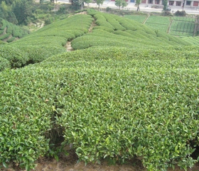 下祝鄉油茶