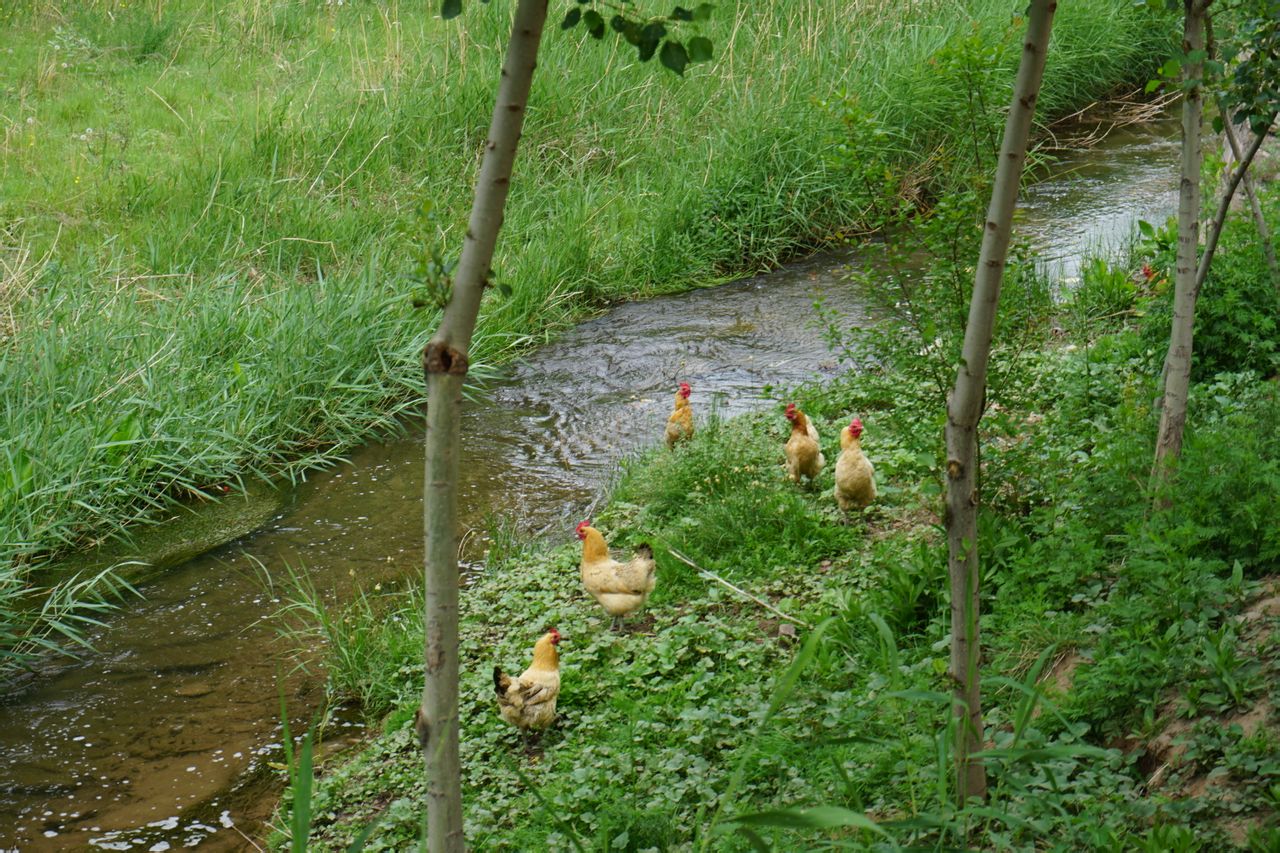 泉水河畔散養的“笨雞”