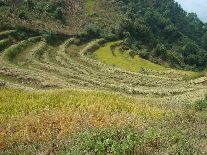 村中田園