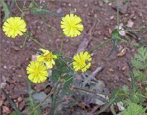 荒野中的抱莖苦蕒菜