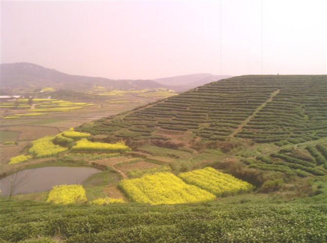 董河茶廠茶園