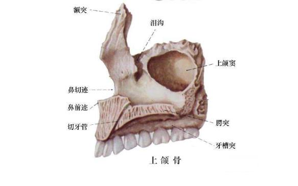 牙槽突