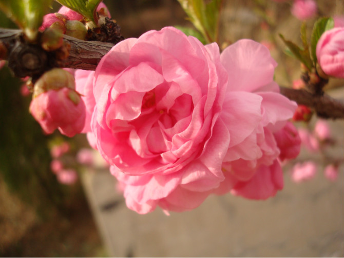 桃花(薔薇科桃李屬植物)