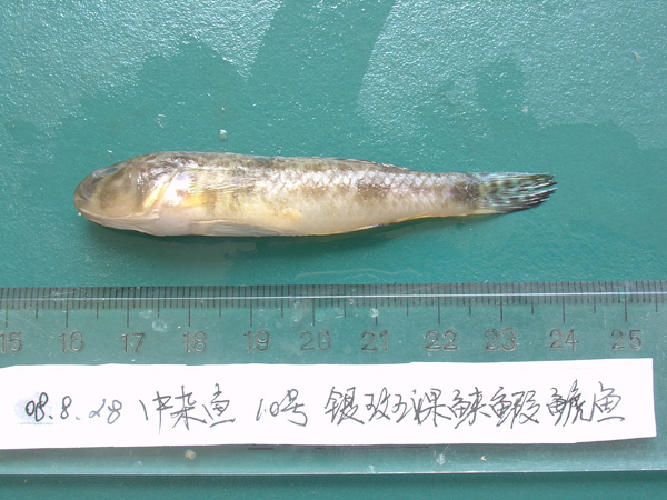 高倫細棘鰕虎魚