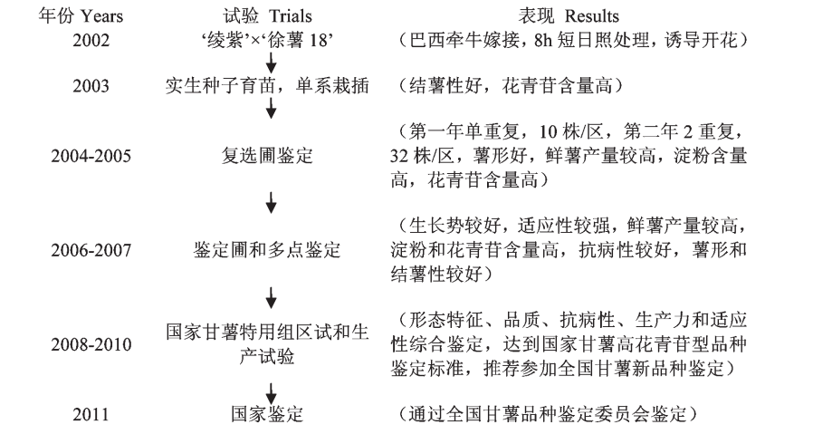 徐紫薯3號