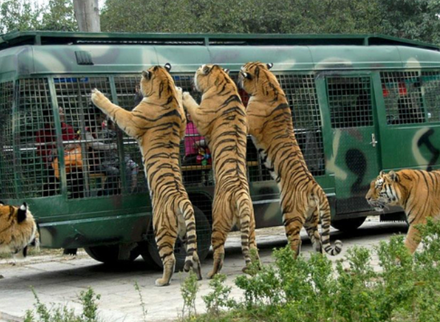 南京野生動物園