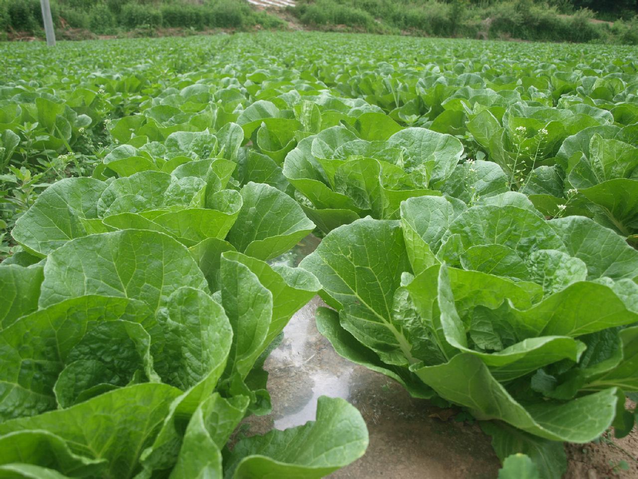 太白山牌蔬菜