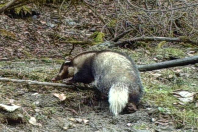 獾咖狨野生動物保護區