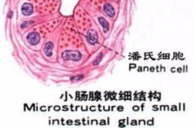 潘氏細胞