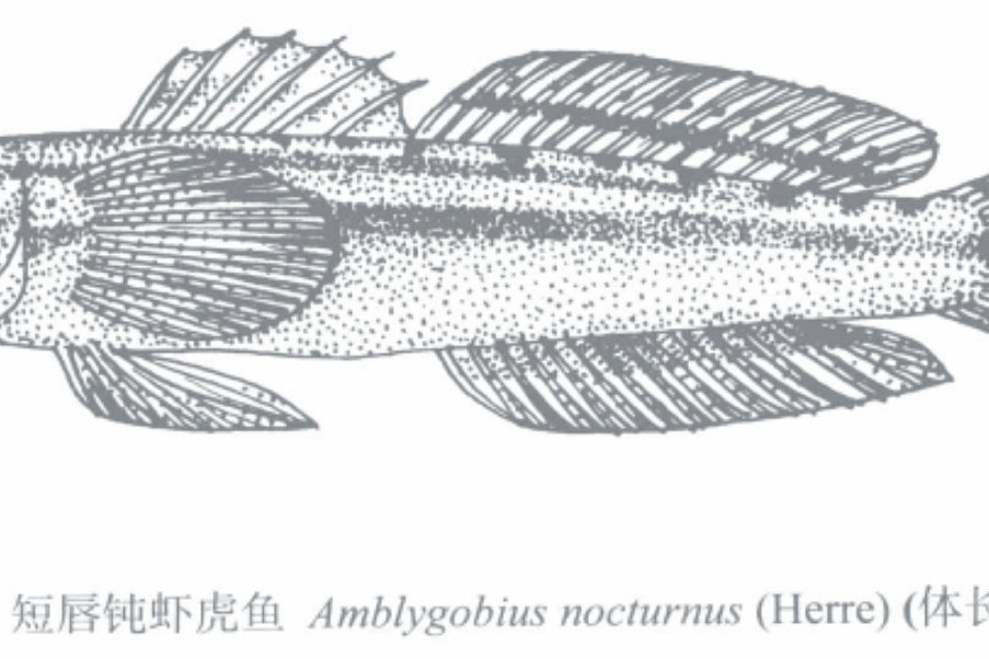 短唇鈍蝦虎魚