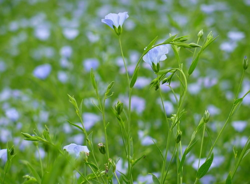 胡麻隴亞10號