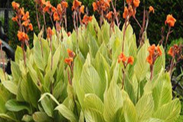 Canna \x27Striata\x27