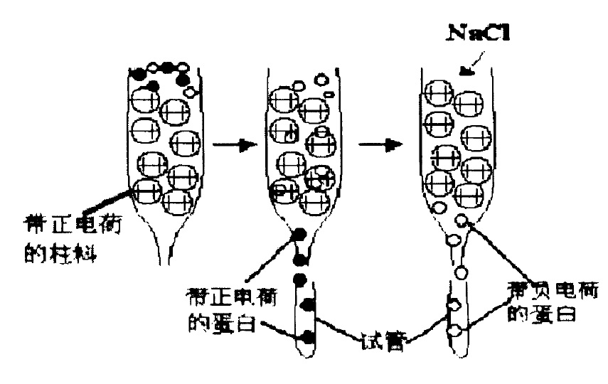 離子交換層析示意圖