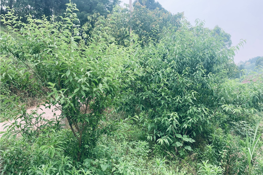 象鼻村桃子種植基地