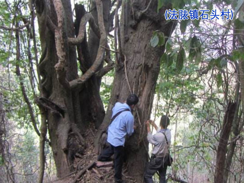 石頭村(雲南省楚雄州雙柏縣法脿鎮石頭村)