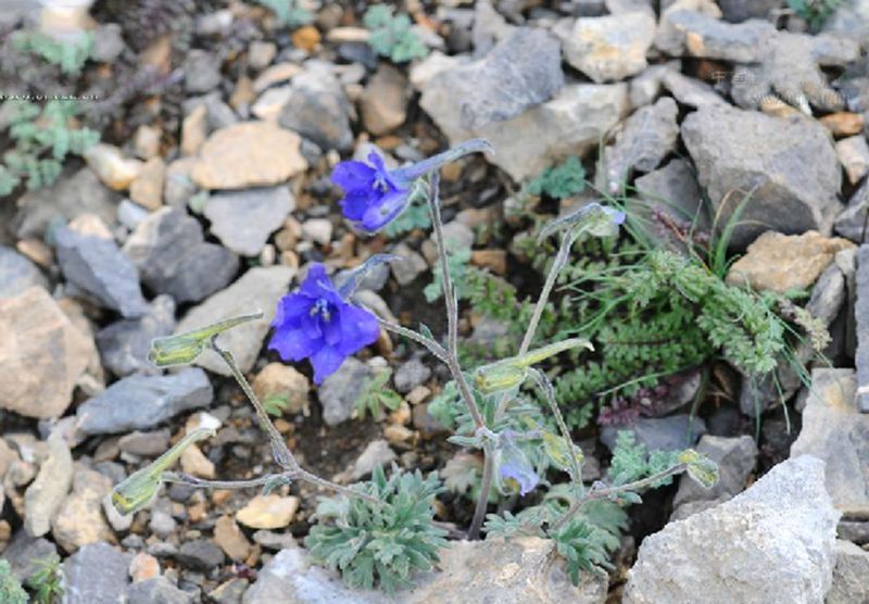 鈍裂藍翠雀花