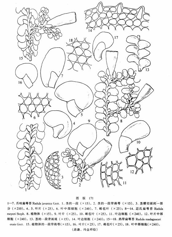 熱帶扁萼苔