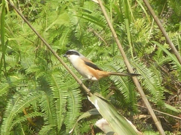 棕背伯勞鳥