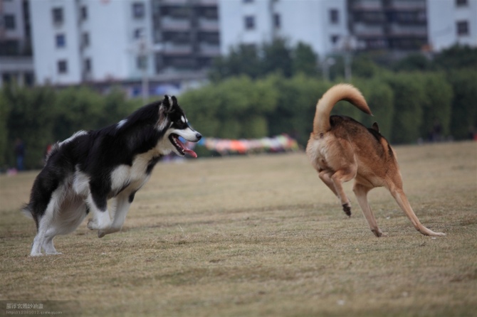 蘇哈犬