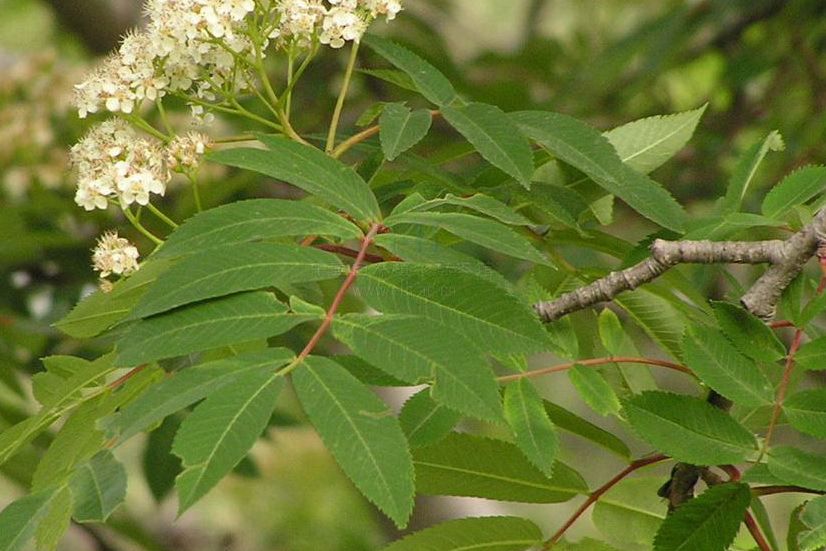 花楸樹嶗山家系27號