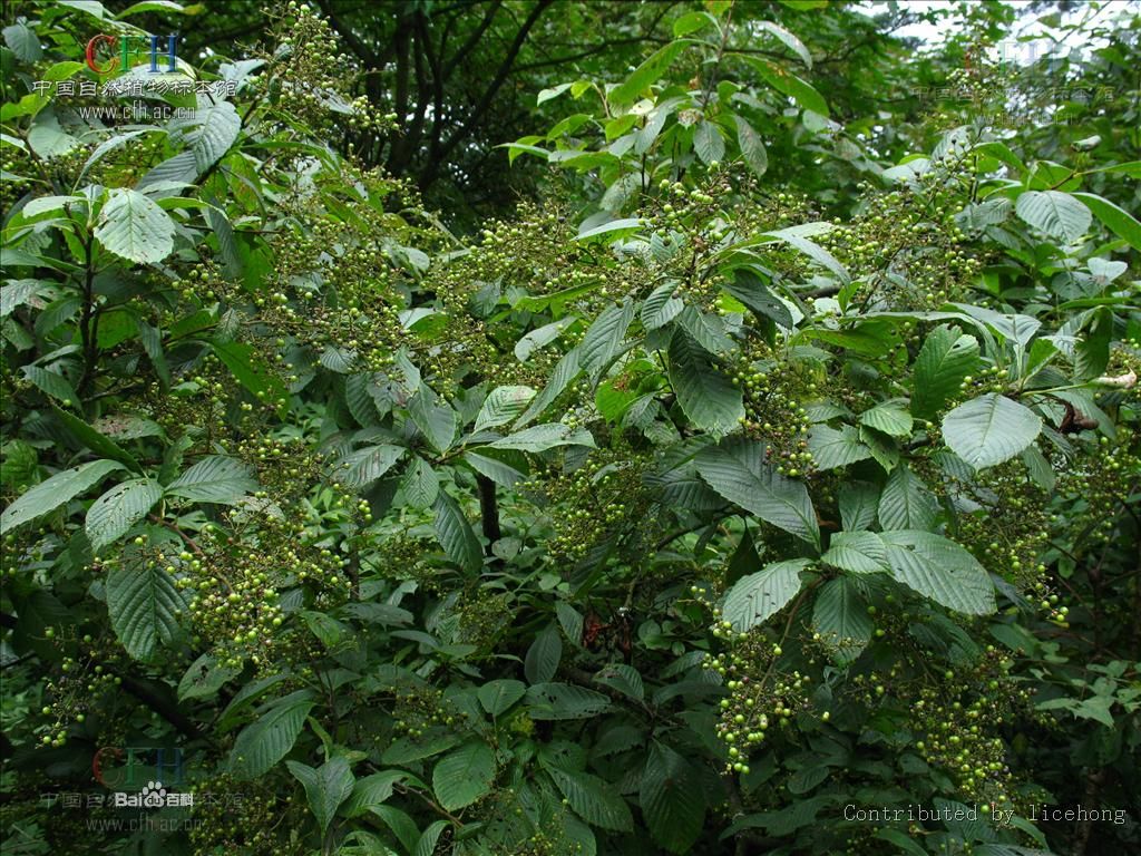 泡花樹亞屬