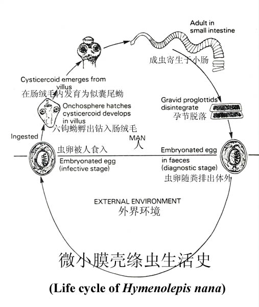 微小膜殼絛蟲病