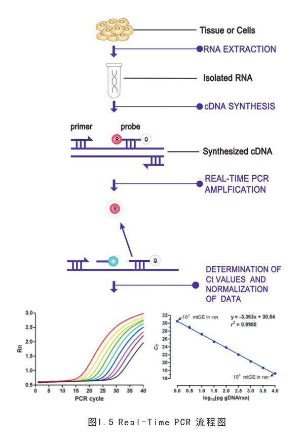 Real Time Q-PCR