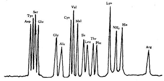 自動分析儀胺基酸分離圖譜