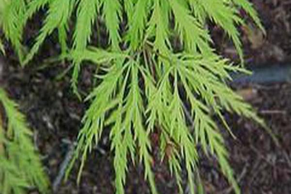 Acer palmatum var. dissectum \x27Filigree\x27