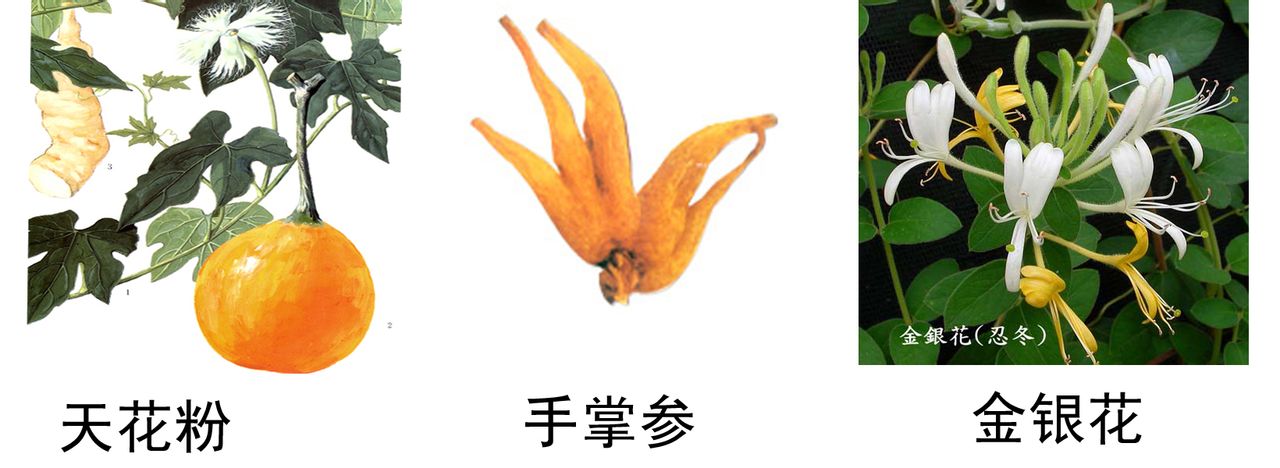 蟲草活肺膠囊