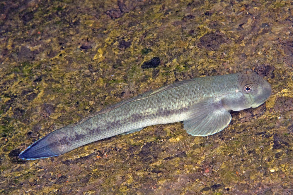 高倫細棘鰕虎魚