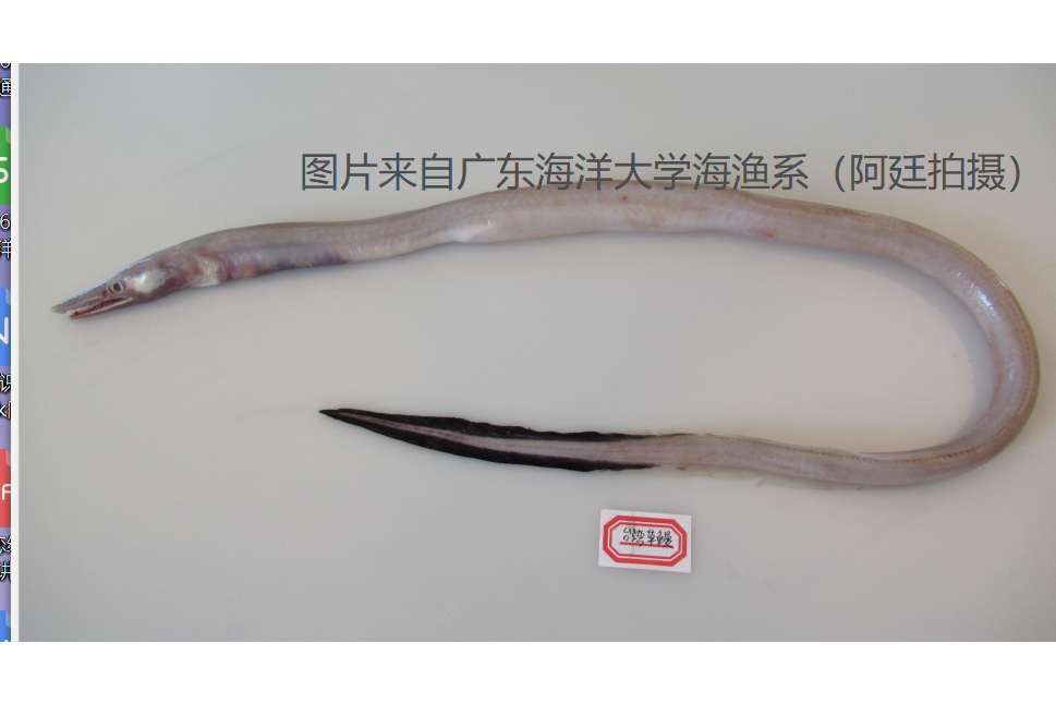 台灣草鰻