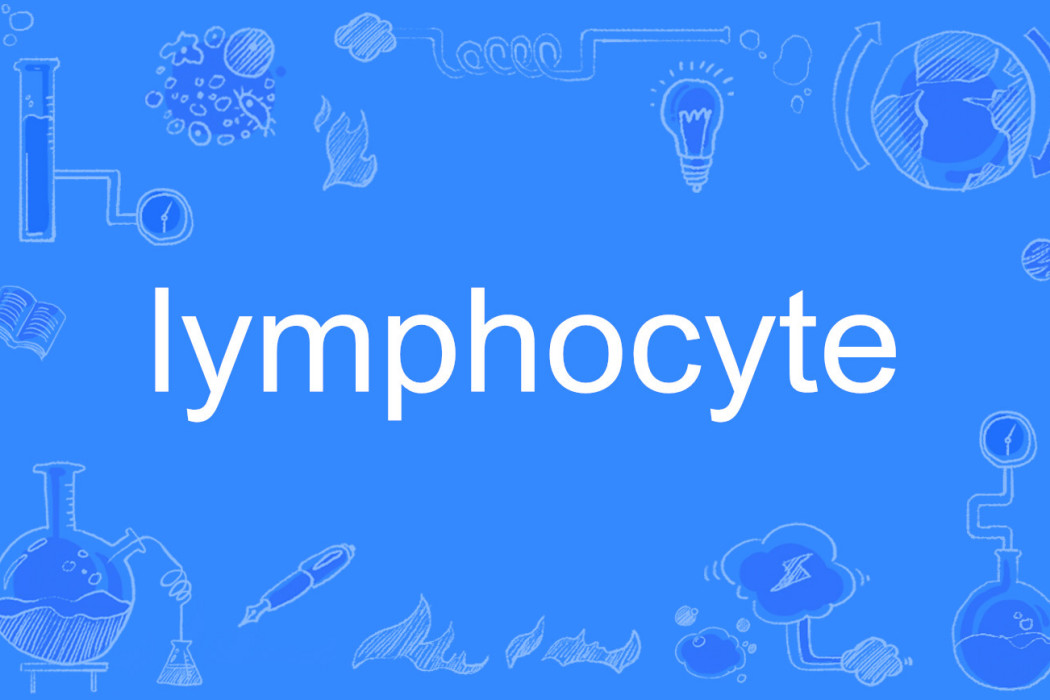 lymphocyte