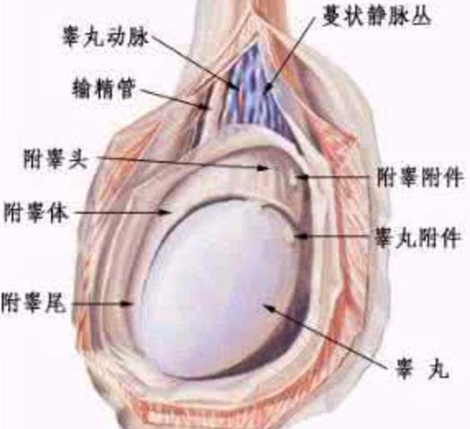 睪丸疝氣