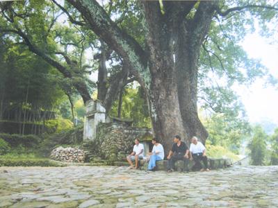 牛臥龍村古榕樹