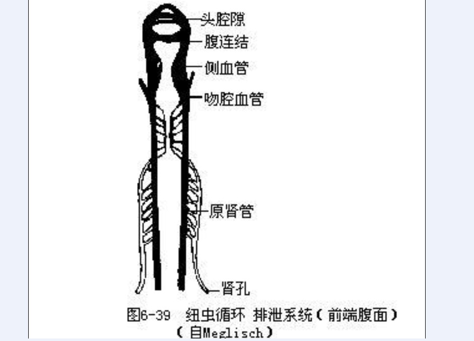 三角渦蟲特徵