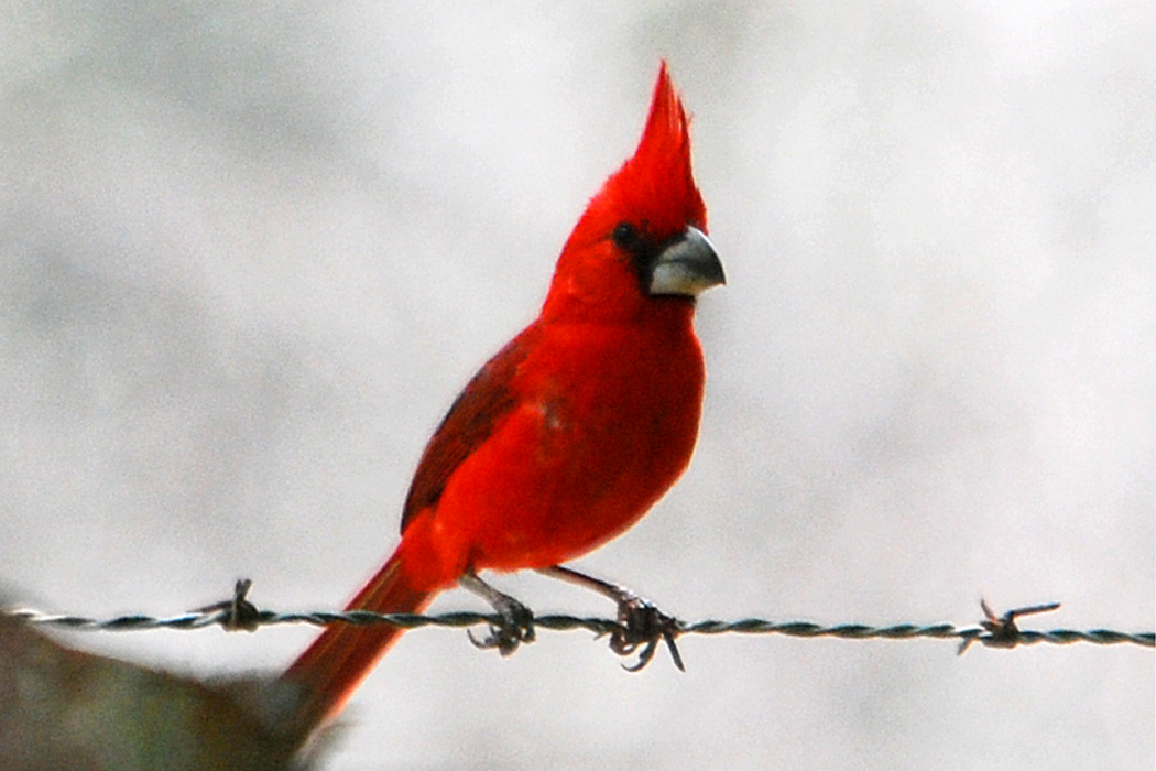 鳳頭主紅雀