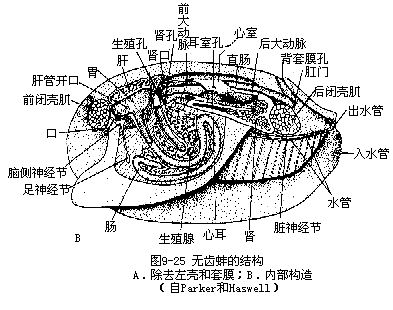 後鰓類