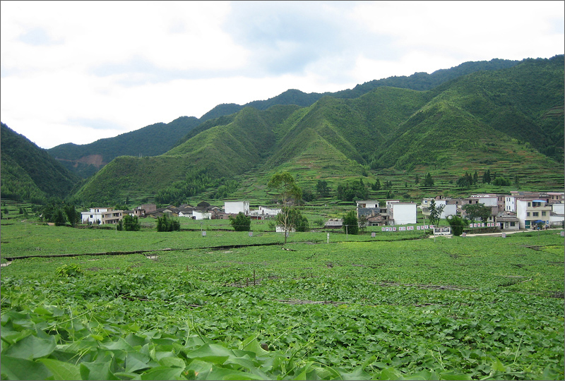 佛手瓜村