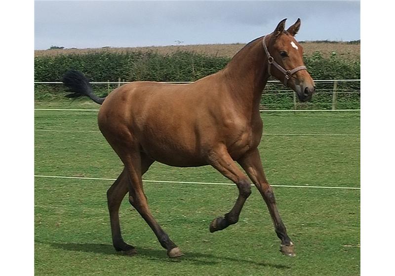 安達盧西亞母馬