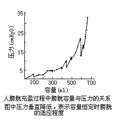 排尿壓力反射圖