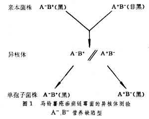 染色體外遺傳