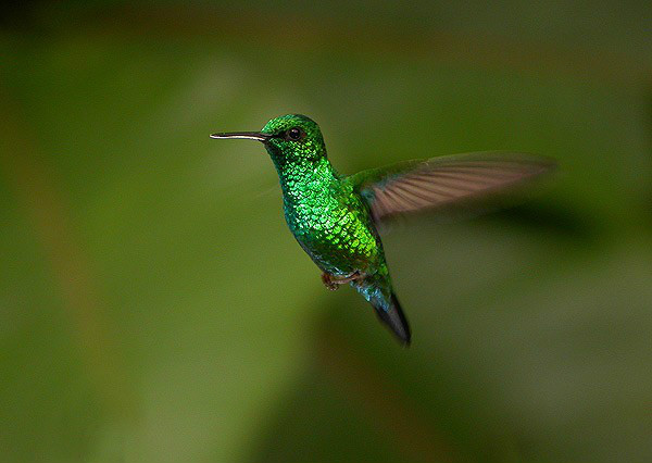 藍尾蜂鳥