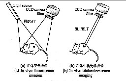 在體生物光學成像技術