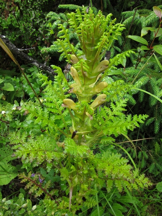 五鳳朝陽草