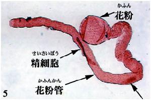 精原細胞