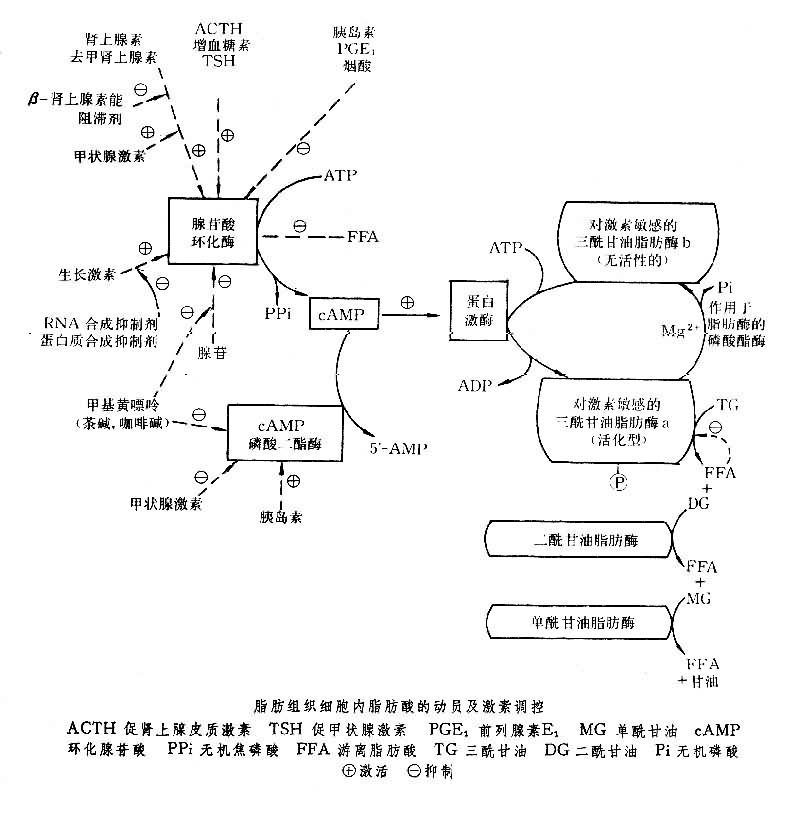 代謝活化