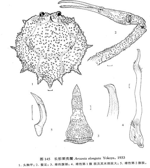 長形栗殼蟹