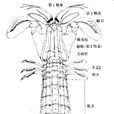 熱帶蝦蛄