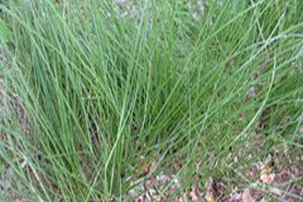 Carex praegracilis